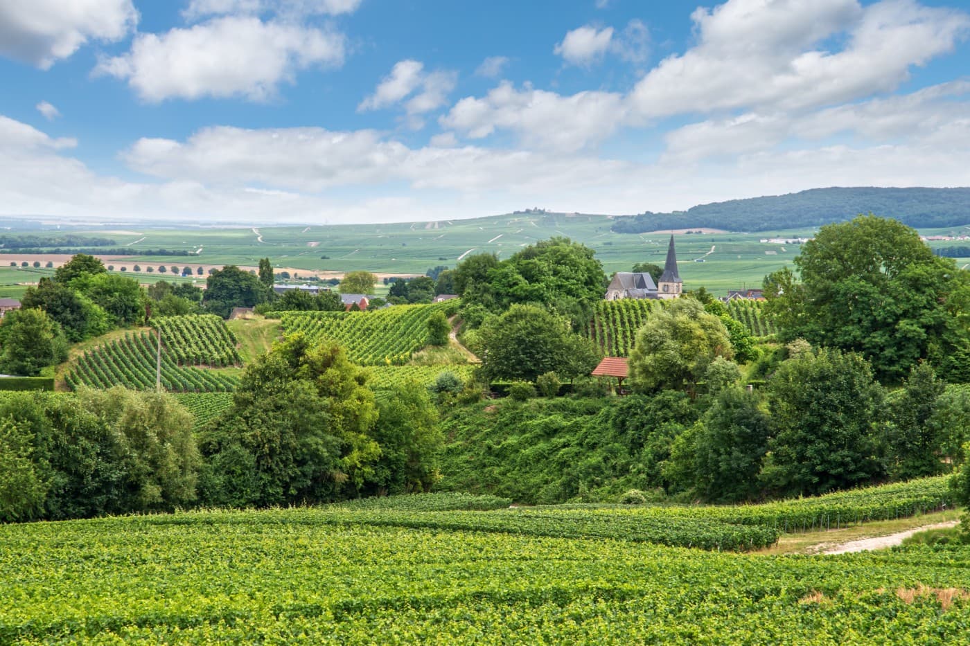 Reims Vineyard Landscape